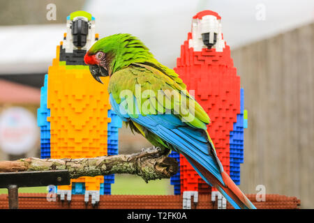 Whipsnade Zoo, Bedfordshire, Großbritannien. 2 Apr, 2019. Bolivien die Military macaw prüft ihre Lego Friends. Echte Aras Inca und Bolivien auf ZSL Whipsnade Zoo von Angesicht zu Angesicht mit den LEGO Stein Zwillinge kommen. Wächter: Jamie. Eine lebensgroße Skulptur von zwei bunten Aras auf einer Stange, Gesichter der ultimative Test, wenn es sorgfältig von eigenen realen im Zoo - Leben Ara geprüft, männliche hellrote Ara, Inca, und weibliche Military macaw, Bolivien. Die beiden LEGO Vögel sind Teil der neuen "Großen Backstein Safari' für Besucher, die während der Osterferien. Credit: Imageplotter/Alamy leben Nachrichten Stockfoto