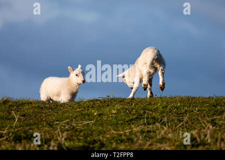 Swansea, Großbritannien. 02 Apr, 2019. Swansea, 2. April, 2019. UK Wetter. Hip Hop: Eine Feder Lamm gibt einen impromtu Anzeige der neuen Kraft während eines sonnigen Zauber in Broughton Burrows, Gower Halbinsel, in der Nähe von Swansea. Eine kältere Bann der Wetter in den nächsten Tagen droht vielen Neugeborenen Lämmer und erhöht die Arbeitszeit von Landwirten über dem Land. Credit: Gareth LLewelyn/Alamy leben Nachrichten Stockfoto