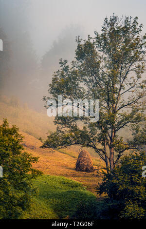 Detail der Heuhaufen auf einem Hügel in der Nähe von einem großen Baum und Nebel über der Landschaft am Morgen bei Sonnenaufgang Stockfoto