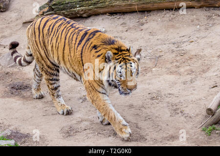 Bild wilde große Tier nach gestreifte Tiger Stockfoto