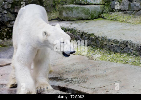 Bild eines grossen wilden Eisbären im Zoo Stockfoto
