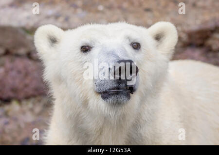 Bild der Fang eines wilden Tieres Polar Bear Stockfoto