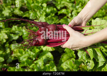 Bündel Frischer Frühling organische Rüben in den Händen einer Frau Stockfoto