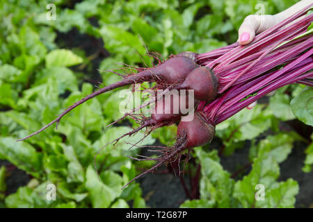 Bündel Frischer Frühling organische Rüben in den Händen einer Frau Stockfoto