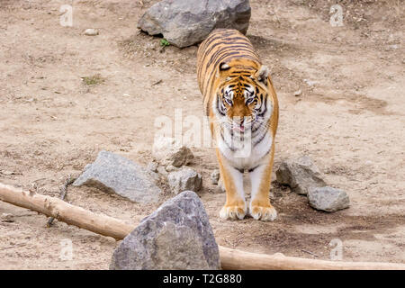 Bild wilde große Tier nach gestreifte Tiger Stockfoto