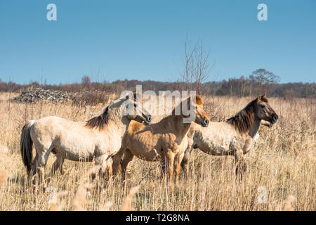 Wild Konik Ponys am Ufer des Burwell Lode Binnengewässern auf Wicken Fen Naturschutzgebiet, Cambridgeshire, England, Großbritannien Stockfoto