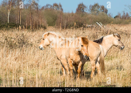 Wild Konik Ponys am Ufer des Burwell Lode Binnengewässern auf Wicken Fen Naturschutzgebiet, Cambridgeshire, England, Großbritannien Stockfoto