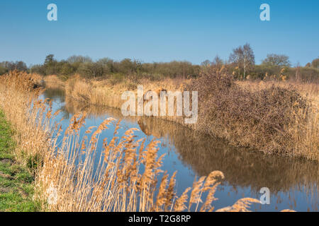 Wild Konik Ponys am Ufer des Burwell Lode Binnengewässern auf Wicken Fen Naturschutzgebiet, Cambridgeshire, England, Großbritannien Stockfoto