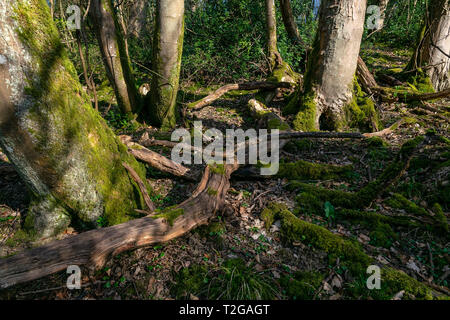 Ein Blick auf den Waldboden, die Gefallenen und toten Äste mit Moos wächst über Sie Stockfoto