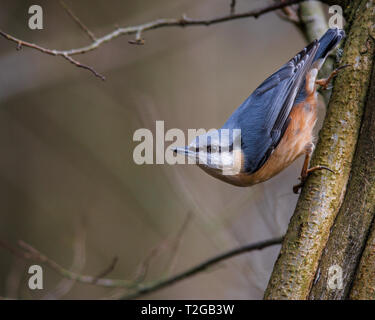AUF EINEM BAUM THRONEND THRONEND Stockfoto
