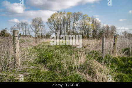 Blick über brachliegende Flächen durch die hohen Gräser und Bäume unter einem blauen Himmel im Frühjahr, Beverley, Yorkshire, UK flankiert. Stockfoto