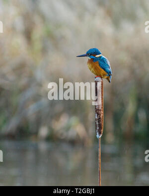 KINGFISHER VOGEL AUF EINEM BULLUSH THRONT Stockfoto