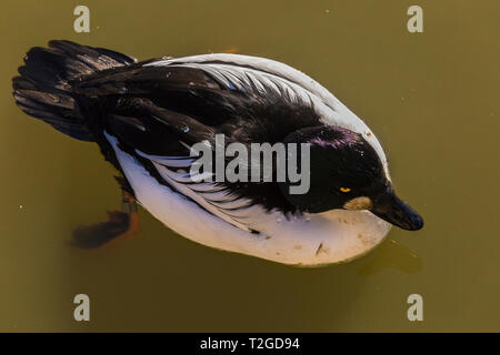 Schellente in Slimbridge Stockfoto