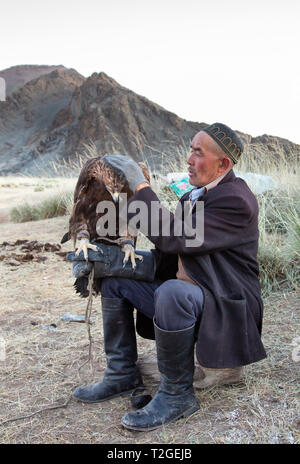 Bayan Ulgii, Mongolei, 1. Oktober 2015: kazak Eagle Hunter Füttern und Streicheln ist kostbar Vogel Stockfoto