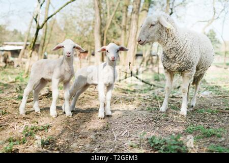 Frühling Ostern in der realen Welt auf der Farm, Schafe und zwei Lämmer in Bio ökologische Farm, natürlichen Ansatz Fleisch, Käse und Milch zu bekommen Stockfoto