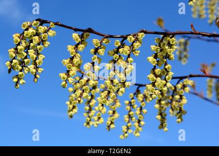 Stachyuris chinensis Freude für immer Blumen Chinesisch chinensis vor blauem Himmel im Frühjahr Stockfoto