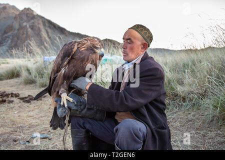 Bayan Ulgii, Mongolei, 1. Oktober 2015: kazak Eagle Hunter Füttern und Streicheln ist kostbar Vogel Stockfoto