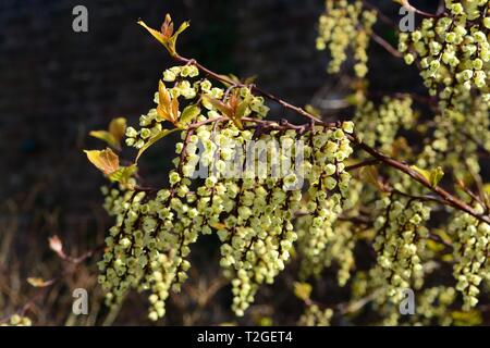 Stachyuris chinensis Freude für immer Blumen Chinesisch chinensis im Frühjahr Stockfoto