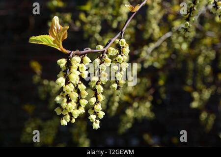 Stachyuris chinensis Freude für immer Blumen Chinesisch chinensis im Frühjahr Stockfoto