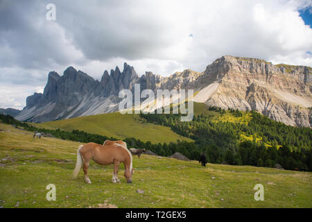 Pferd über Dolomit Landschaft Geisler oder Odle Berg Dolomiten Gruppe, Val di Funes, touristische Region in Italien Stockfoto