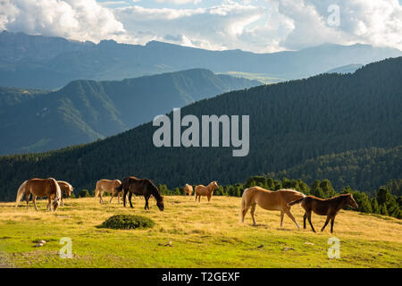 Pferd über Dolomit Landschaft Geisler oder Odle Berg Dolomiten Gruppe, Val di Funes, touristische Region in Italien Stockfoto