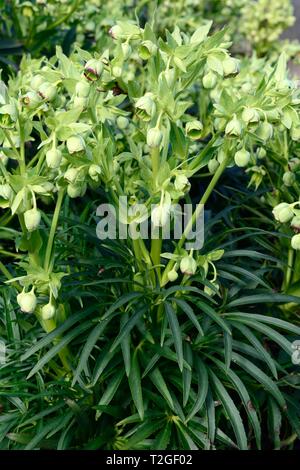 Nieswurz Helleborus purpurascens stingking dungwort setterwort Bären Fuß Blumen Stockfoto