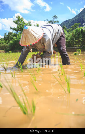 Die Dorfbewohner in Laos pflanze Reis in die Felder Stockfoto