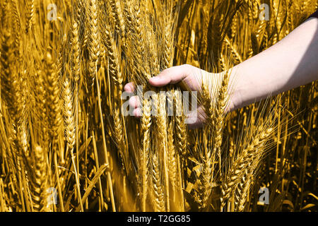 Foto von Weizenfeldern Holding an Hand für baisakhi Festival in Punjabi Kultur. Stockfoto