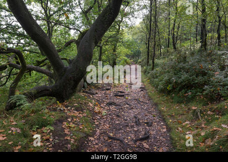 Wanderweg in den Wald führenden zu Luds Kirche in der Nähe Gradbach, Staffordshire, England. Stockfoto