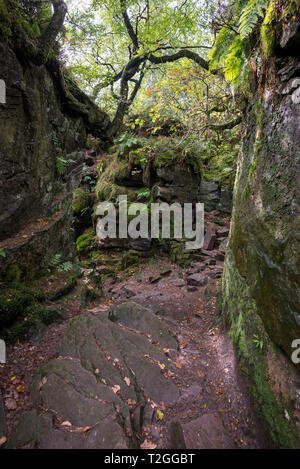 Luds Kirche, Gradbach, Staffordshire, England. Eine geheimnisvolle Rocky chasm in Wäldern in der Nähe der Kakerlaken. Stockfoto