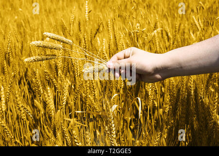 Bild von Weizenfeldern Holding an Hand für baisakhi Festival in Punjabi Kultur. Stockfoto