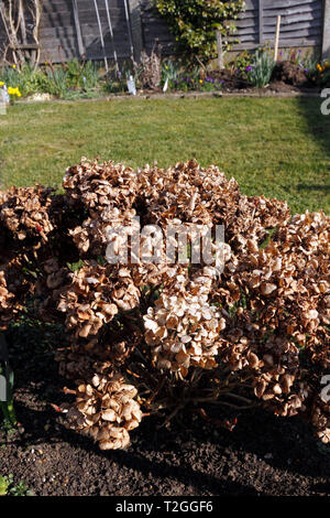 HYDRANGEA MACROPHYLLA toten Blumen Stockfoto