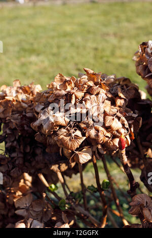 HYDRANGEA MACROPHYLLA toten Blumen Stockfoto