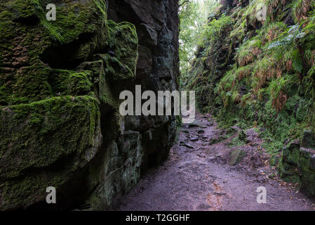 Luds Kirche, Gradbach, Staffordshire, England. Eine geheimnisvolle Rocky chasm in Wäldern in der Nähe der Kakerlaken. Stockfoto