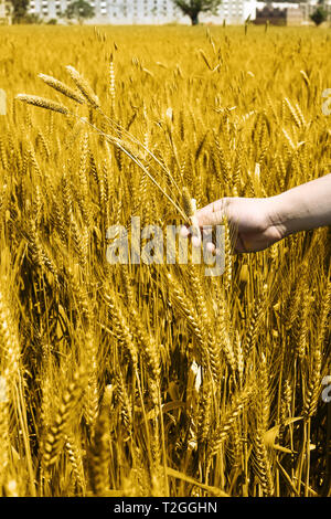 Foto von Weizenfeldern Holding in Hand für Punjabi Kultur. Stockfoto