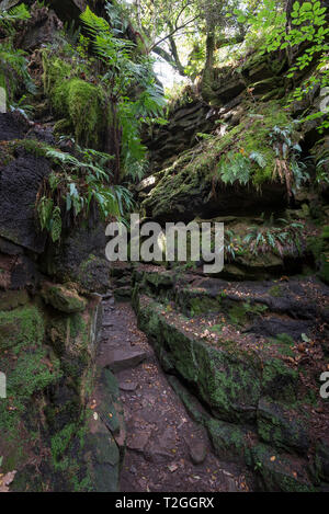 Luds Kirche, Gradbach, Staffordshire, England. Eine geheimnisvolle Rocky chasm in Wäldern in der Nähe der Kakerlaken. Stockfoto