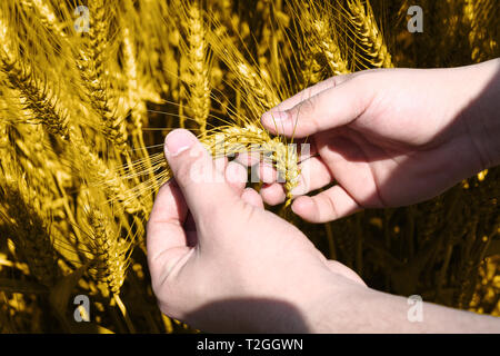 Bild von Weizenfeldern Holding in der Hand für baisakhi Festival. Stockfoto