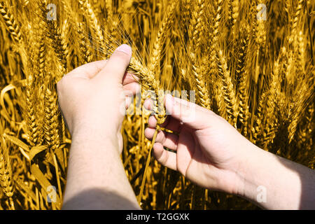 Foto von Weizenfeldern Holding in der Hand für baisakhi Festival. Stockfoto