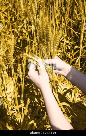 Foto von Weizenfeldern Holding in Hand für Punjabi Kultur in baisakhi Festival. Stockfoto