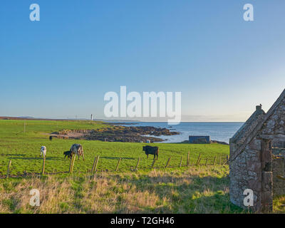 Rinder grasen in einem Feld in der Nähe von Scurdie Ness Lighthouse an der Ostküste von Schottland, mit einem Bauernhof im Vordergrund ruinieren. Montrose, Schottland. Stockfoto