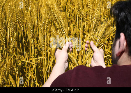 Bild von Weizenfeldern Holding in Hand für Punjabi Kultur in baisakhi Festival. Stockfoto