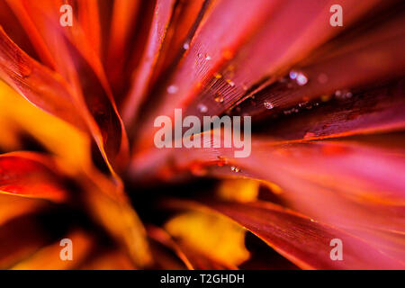 Makro, close-up der Cordyline australis Red Star Blättern bedeckt mit Tropfen Wasser. Palm Laub. Tropische Atmosphäre. Stockfoto