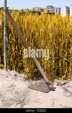 Bild von Weizenfeldern und Hacken für baisakhi Festival. Stockfoto