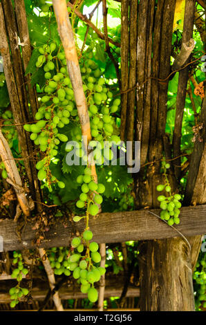 Sonnige Trauben im Weinberg Stockfoto