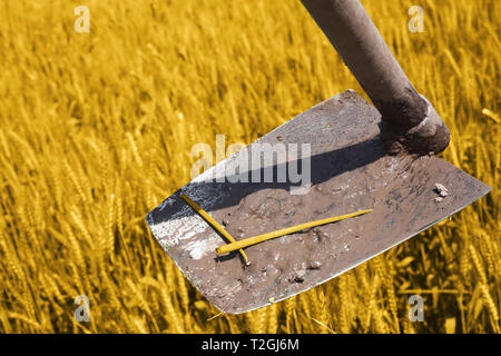 Bild von Weizenfeldern und Hacken für baisakhi Festival. Stockfoto