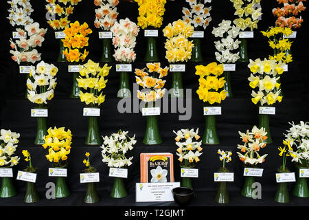 Eine Darstellung der verschiedenen Arten der Narzissen (Narcissus) eine Blume zeigen. Stockfoto