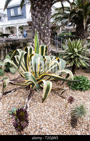 Eine Agave americana Napi Werk in Gyllyngdune Gärten in Falmouth in Cornwall. Stockfoto