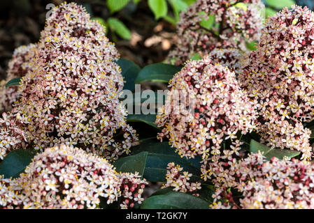 Skimmia japonica Rubella, Blüte im Frühjahr mit duftenden Blüten.