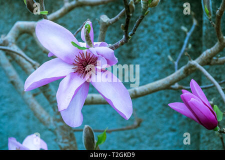 Die herrlichen Blumen einer Magnolia. Stockfoto