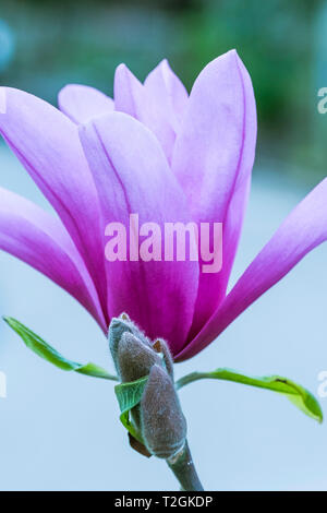 Die herrlichen Blumen einer Magnolia. Stockfoto